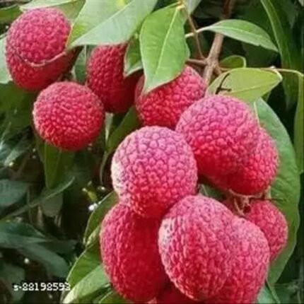 Bombay Litchi (বোম্বাই লিচু)